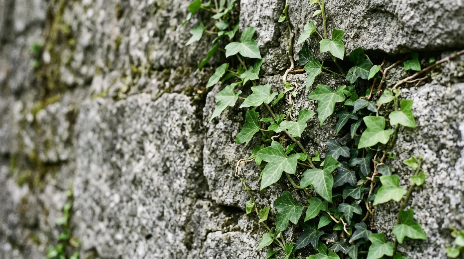Nahaufnahme von grünem Efeu an einer grauen Steinmauer im Tageslicht als Sinnbild für Beileidsbekundungen.