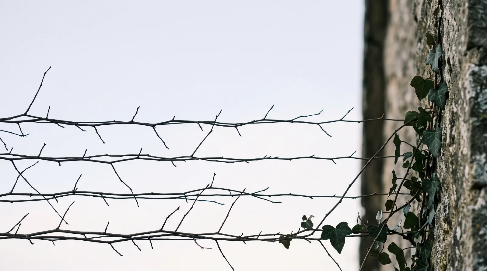 Efeuranke an hellem Mauerwerk neben feinen Zweigen vor dem Himmel passend zum Ratgeber Traueranzeige aufgeben.