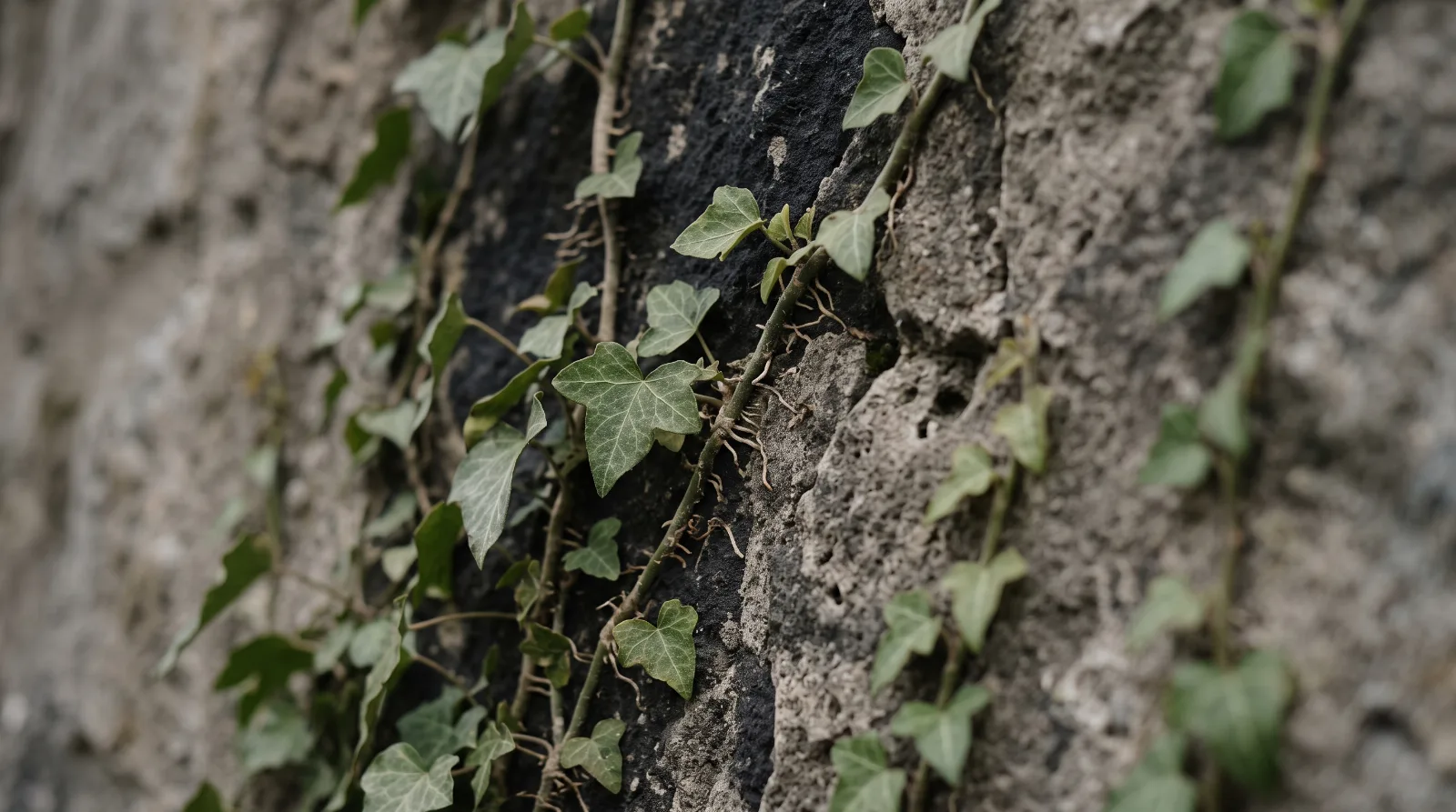 Grüner Efeu wächst an einer rauen Steinmauer im hellen Tageslicht als Sinnbild für Trauerbegleitung.