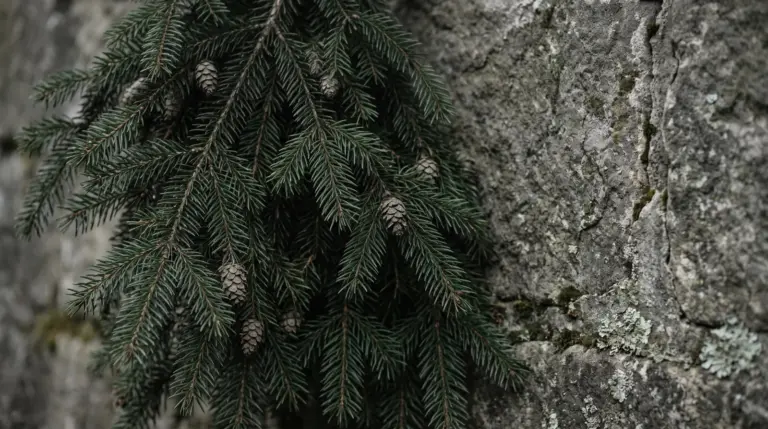 Im Tageslicht liegende Tannenzweige an einer Sandsteinmauer als natürliches Element klassischer Trauerfloristik.