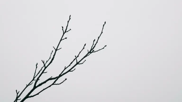Kahle Äste vor blassem Winterhimmel im Tageslicht zum Thema Trauerkarte schreiben.