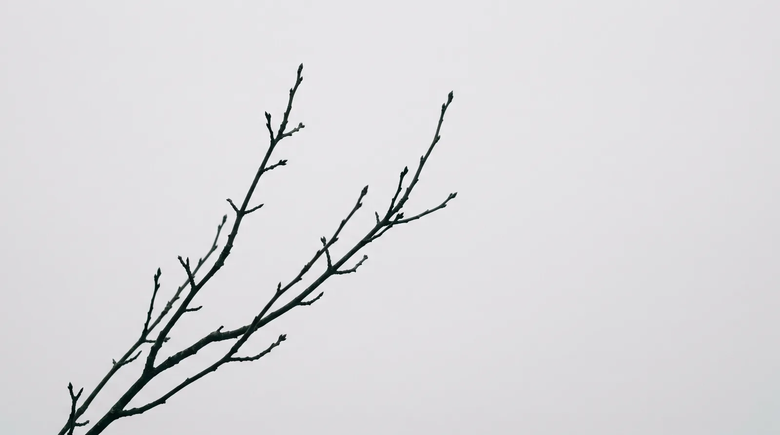 Kahle Äste vor blassem Winterhimmel im Tageslicht zum Thema Trauerkarte schreiben.