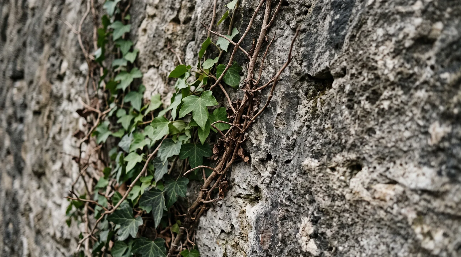 Nahaufnahme von grünem Efeu und alten trockenen Zweigen an einer Steinmauer zum Thema Trauerphasen.