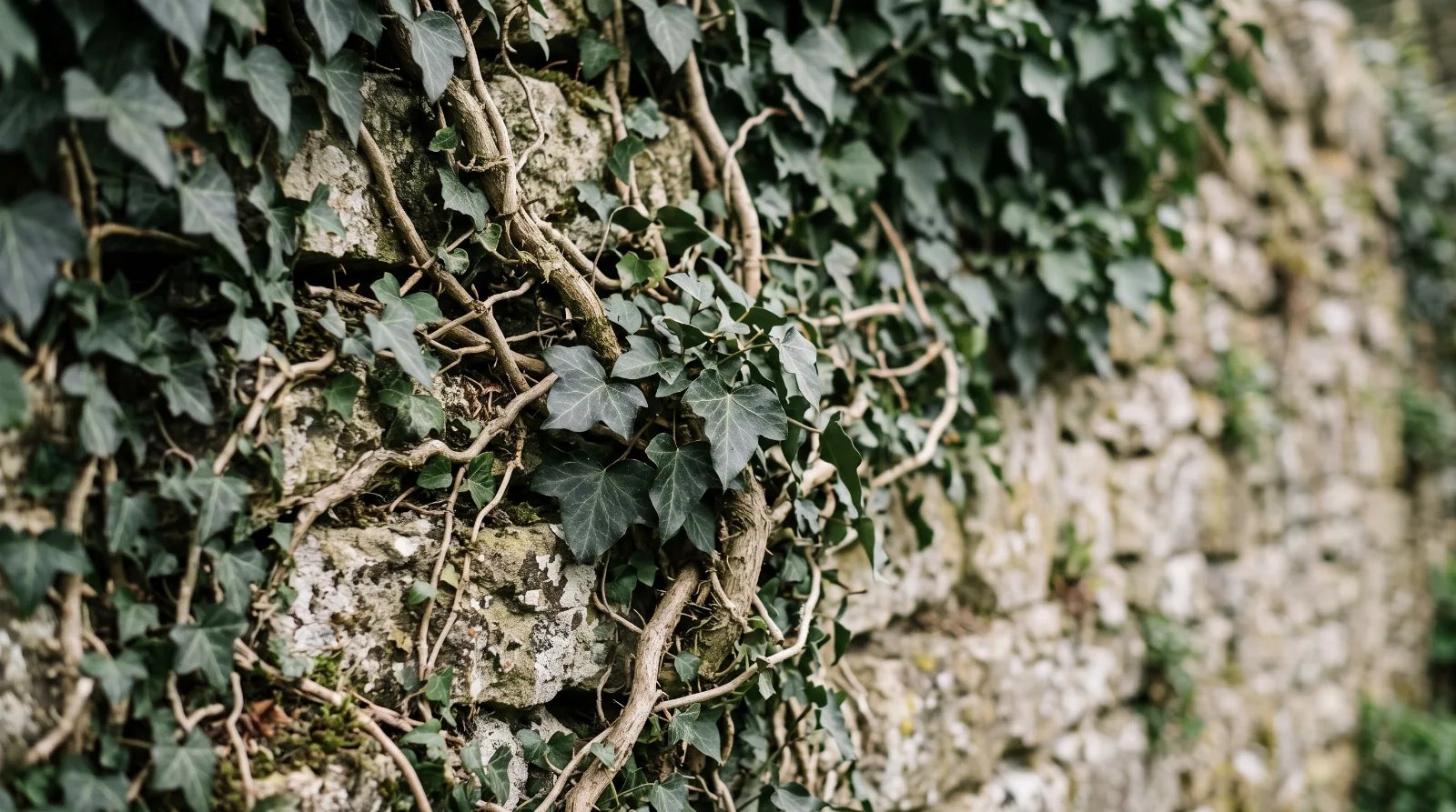 Dichtes Efeu an einer rauen Steinmauer im Tageslicht. Symbolbild für den Ratgeber zum Trauerrede halten.