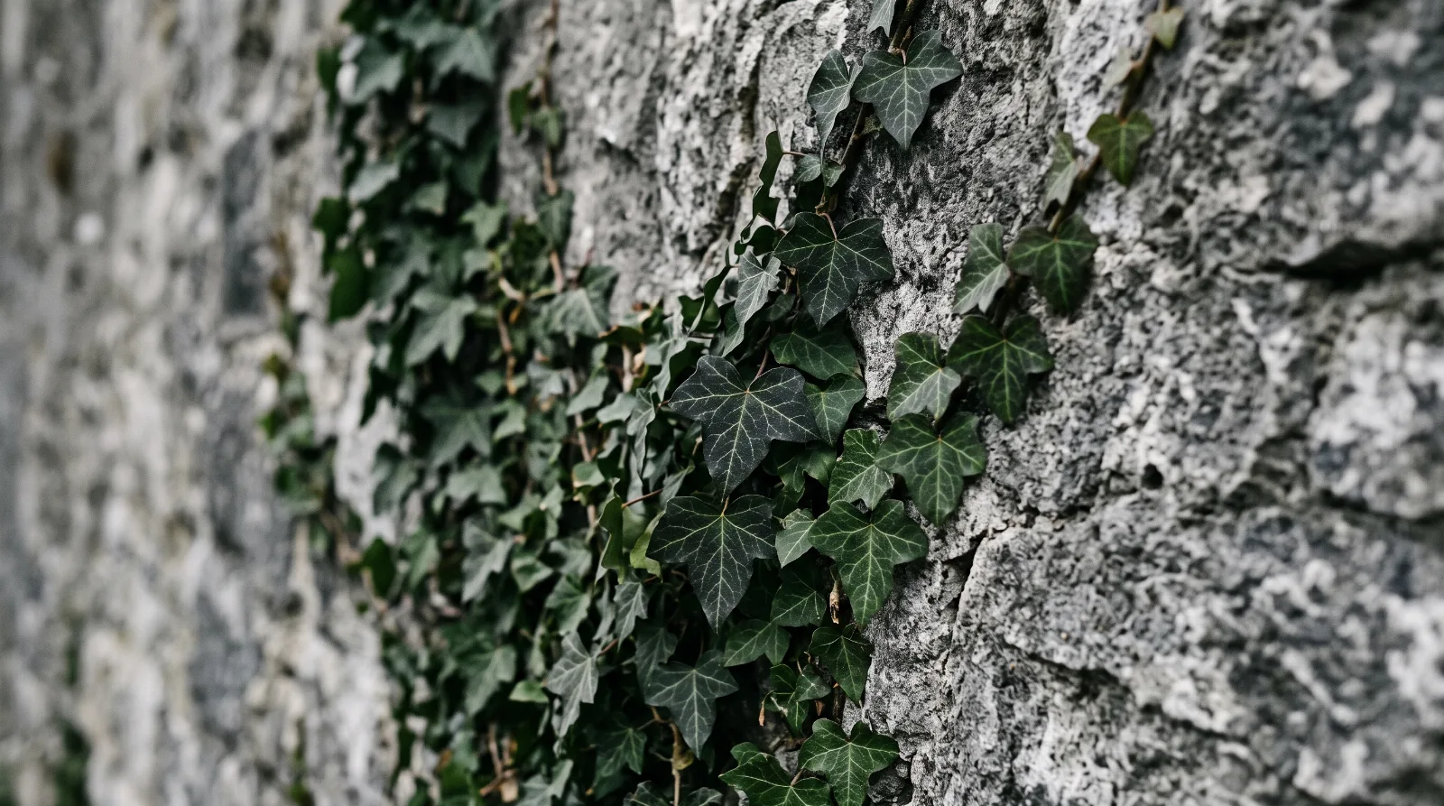 Dunkelgrüner Efeu wächst an einer rauen Steinmauer im Tageslicht, passend zum Ratgeber über Trauerredner.